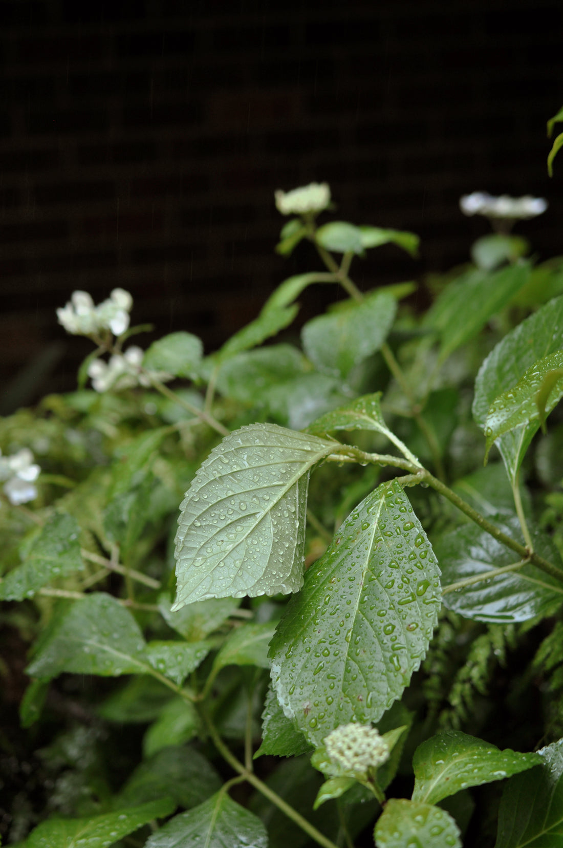 Clean, Green & Niche